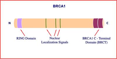 BRCA1: An Endocrine and Metabolic Regulator